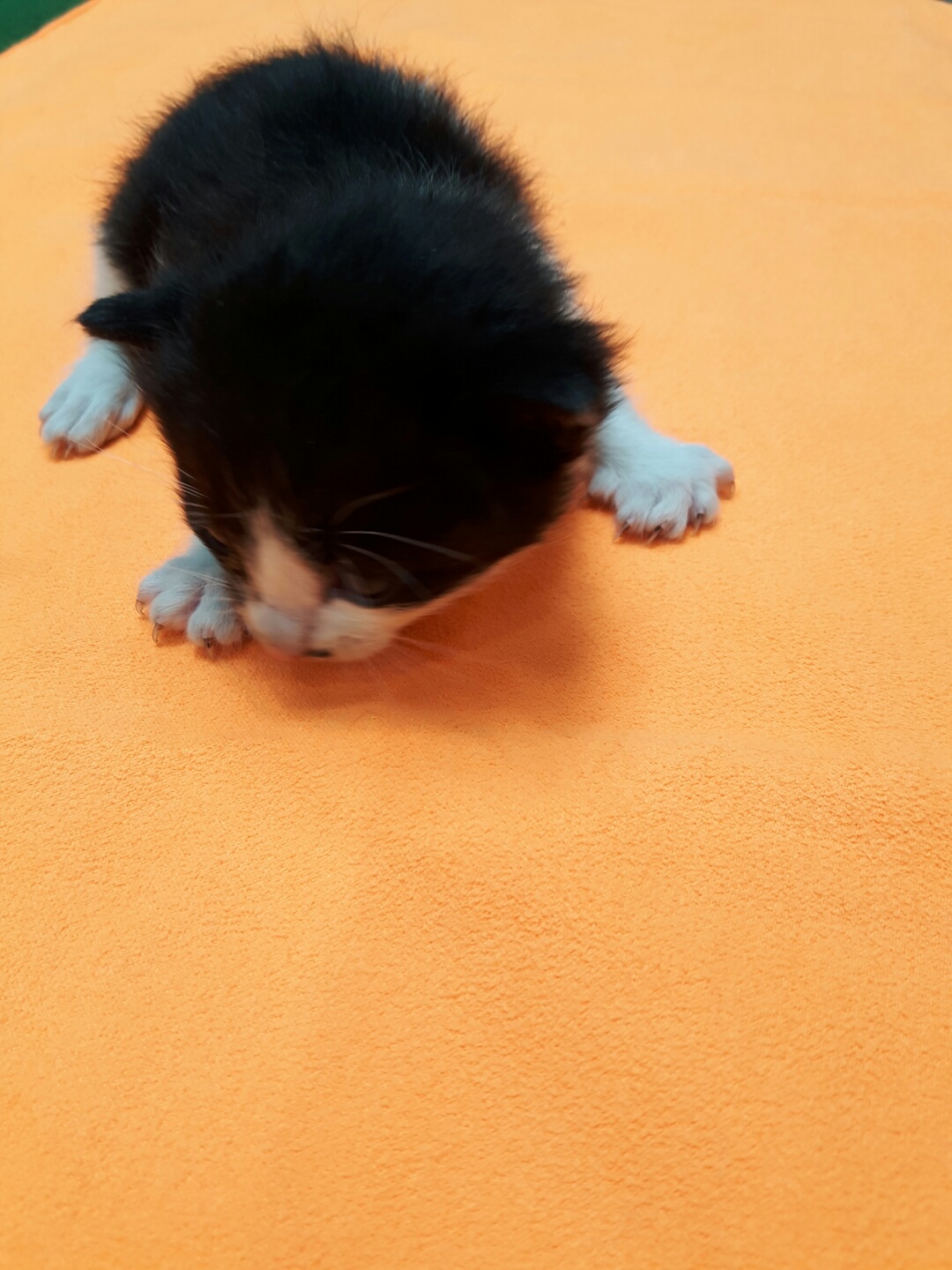 종료(자연사) 한국…